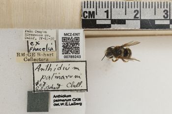 Media type: image;   Entomology 789243 Aspect: Labels